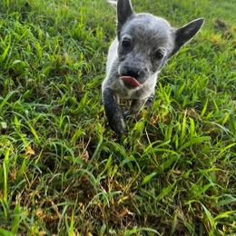 Australian Cattle Dog Puppies from Twisted C Heelers