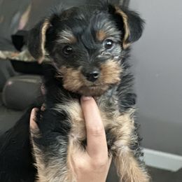 Yorkshire Terrier puppies from Rio Grande Yorkies