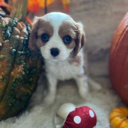 Libi - Blenheim female Cavalier King Charles Spaniel puppy in Orrville, Ohio from Heart of a Cavalier