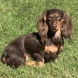 Samoa (aka Sissy) - Dachshund