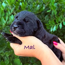 Mal - Fawn brindle female Bullmastiff puppy in San Antonio, Texas from Blushing Dawn Bullmastiffs