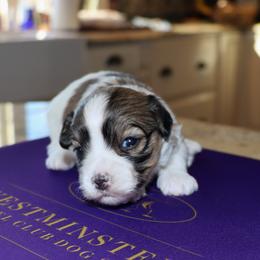 Ms Kitty - Chocolate brindle female Havanese puppy in Hamptonville, North Carolina from Alabama Havanese Kennel