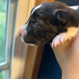 Tzatziki - Brindle female Border Collie puppy in Franklin, Maine from Broad Meadow Borders