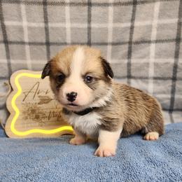 Charcoal DM CLEAR - Sable male Pembroke Welsh Corgi puppy in Idaho from Arrowleaf Corgis
