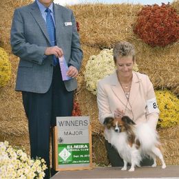 Papillon All Grown Up from Noble's Papillons