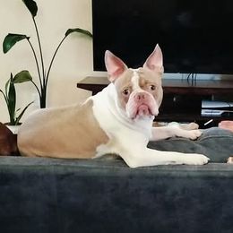Moseley - Boston Terrier