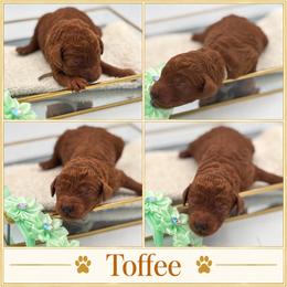 Toffee - Red  female Poodle puppy in Mount Vernon, Illinois from AMC Poodles