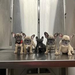 French Bulldog Puppies from Jasmine McMurtry