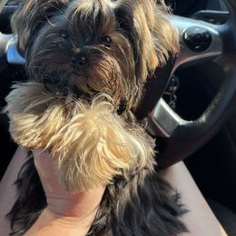 Mowgli - Yorkshire Terrier