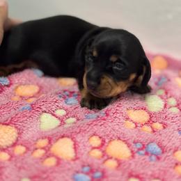 Uno - Black and tan female Dachshund puppy in Ladson, South Carolina from Funk's Four-Legged Friends