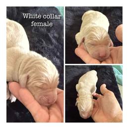 White - Light golden female Golden Retriever puppy in Groveland, Florida from Daisy Lynn Goldens