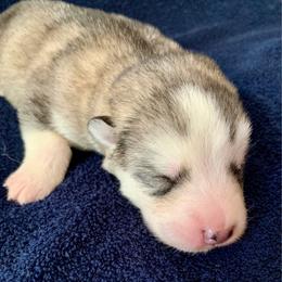 Bigfoot - Gray and white male Alaskan Malamute puppy in Palmyra, Michigan from Illusion Kennel
