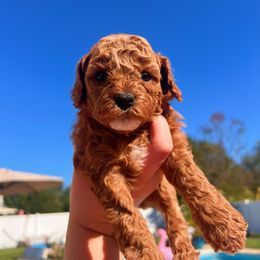 Assorted Doodle Crosses and Cavapoo Puppies from CavaloveNJ
