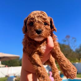 Assorted Doodle Crosses and Cavapoo Puppies from CavaloveNJ