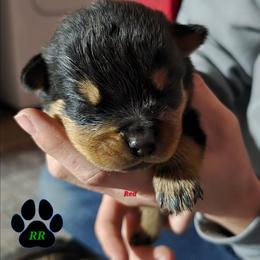 Red - Black and mahogany male Rottweiler puppy in Tangent, Oregon from Raya's Royals