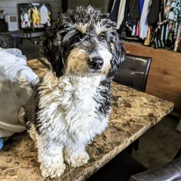 Everest - Bernedoodle