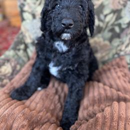 Sweetie - Black female Bordoodle puppy in Indianapolis, Indiana from Indiana Bordoodles