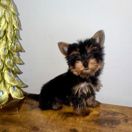 Ninita - Black and tan female Yorkshire Terrier puppy in Fort Myers, Florida from Katherine’s Yorkies and Poodles
