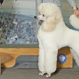 Poodles from Claudette's Poodles