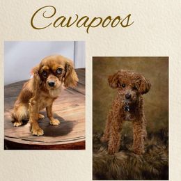 Cavapoo puppies from Fisher River Doodle's
