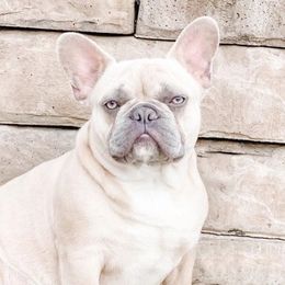 French Bulldogs from Mainline Frenchies