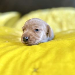 Cranberry - Cream female Dachshund puppy in Austin, Texas from Duchess Daphne's Doxie Empire