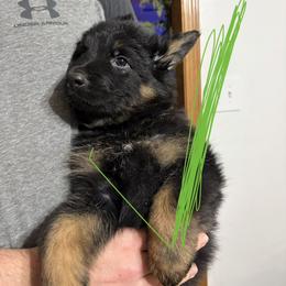 Green - Black and tan male German Shepherd puppy in Fort Wayne, Indiana from AA Kennel