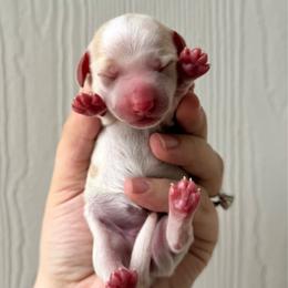 Female 2 - Piebald female Dachshund puppy in Somerville, Texas from Shutt Pup's