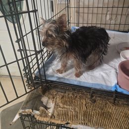 Princess. - Blue and gold female Yorkshire Terrier puppy in Yucca Valley, California from Deborah Punjak's Yorkshire Terriers