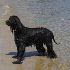 Irish Water Spaniels from Hooligan Irish Water Spaniels