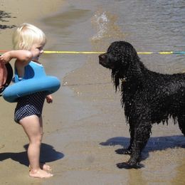 Irish Water Spaniels from Hooligan Irish Water Spaniels