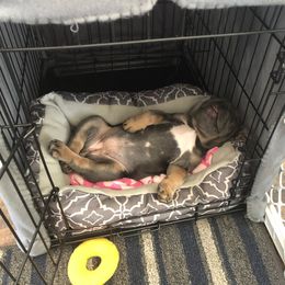 French Bulldog Puppies from Battle Born French Bulldogs