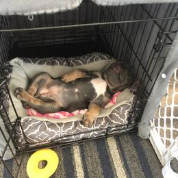 French Bulldog Puppies from Battle Born French Bulldogs