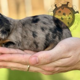 Dachshund Puppies from Doxi Delights