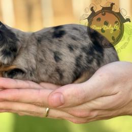 Dachshund Puppies from Doxi Delights