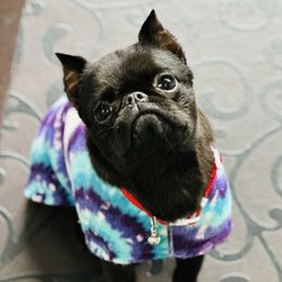 Squirt - Brussels Griffon