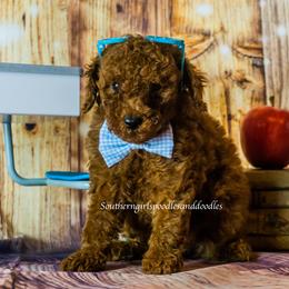 Poodle Puppies from Southern Girls Poodles