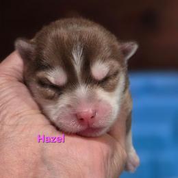 Haxel - Red and white female Pomsky puppy in Coatesville, Pennsylvania from Peaceful Pomskys