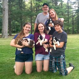 English Springer Spaniel Puppies from Ocoee English Springer Spaniels