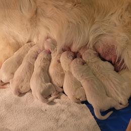 Laurie - Light golden male Golden Retriever puppy in Scio, Oregon from Webb's Wold Kennels