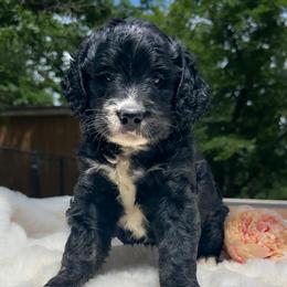 Girl 2 - Black and white female Bernedoodle puppy in Osage City, Kansas from Golden Ridge Goldens