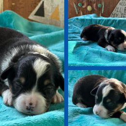 BTF - Black tri female Miniature American Shepherd puppy in Philpot, Kentucky from MarLoWin Aussies