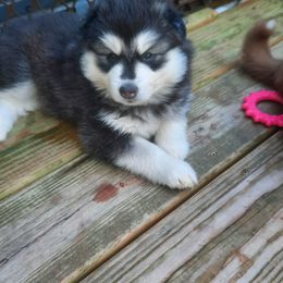 Pomsky Puppies from Zeuskis Pomskies
