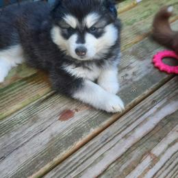 Pomsky Puppies from Zeuskis Pomskies