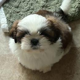 Paris - Gold and white female Shih Tzu puppy in Redmond, Oregon from Jazzie Shih Tzu