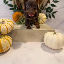 Polly - Chocolate and tan female Dachshund puppy in Wills Point, Texas from Duck Creek Farm