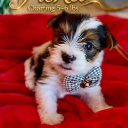PiCket - Parti male Yorkshire Terrier puppy in Prosper, Texas from DaintyDawlz