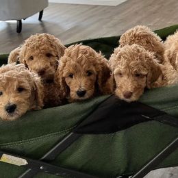 Goldendoodles from Doodle Couture