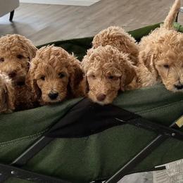 Goldendoodles from Doodle Couture