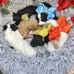 Poodle Puppies from QaeQae Pups